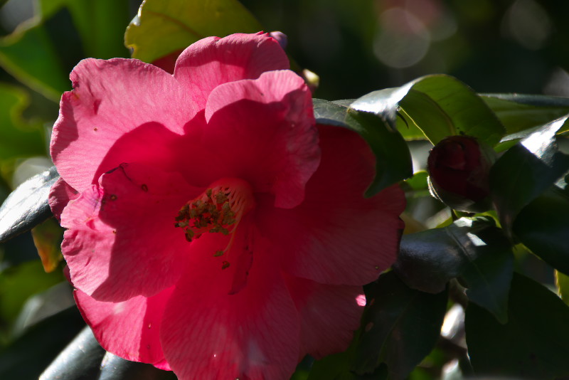 DSC_0288.jpg